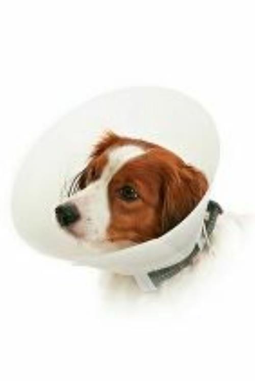 Ochranný golier BUSTER nepriehľadný Classic Collar 40cm